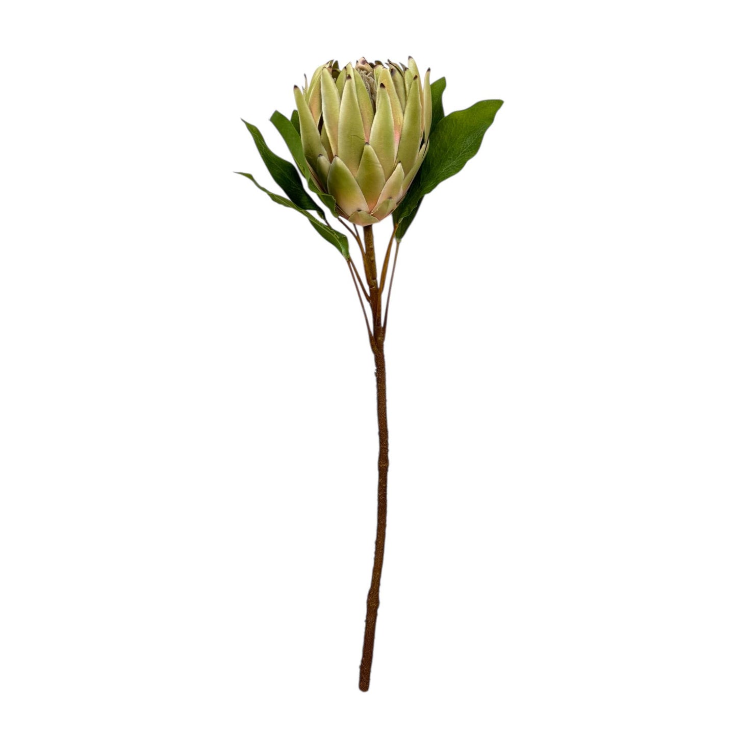 24"Large Extra Bloom Artificial King Protea